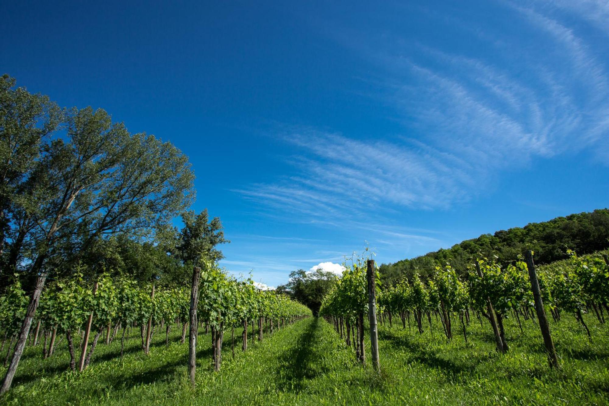 Azienda Agricola Moschioni Cividale Del Friuli Exterior photo