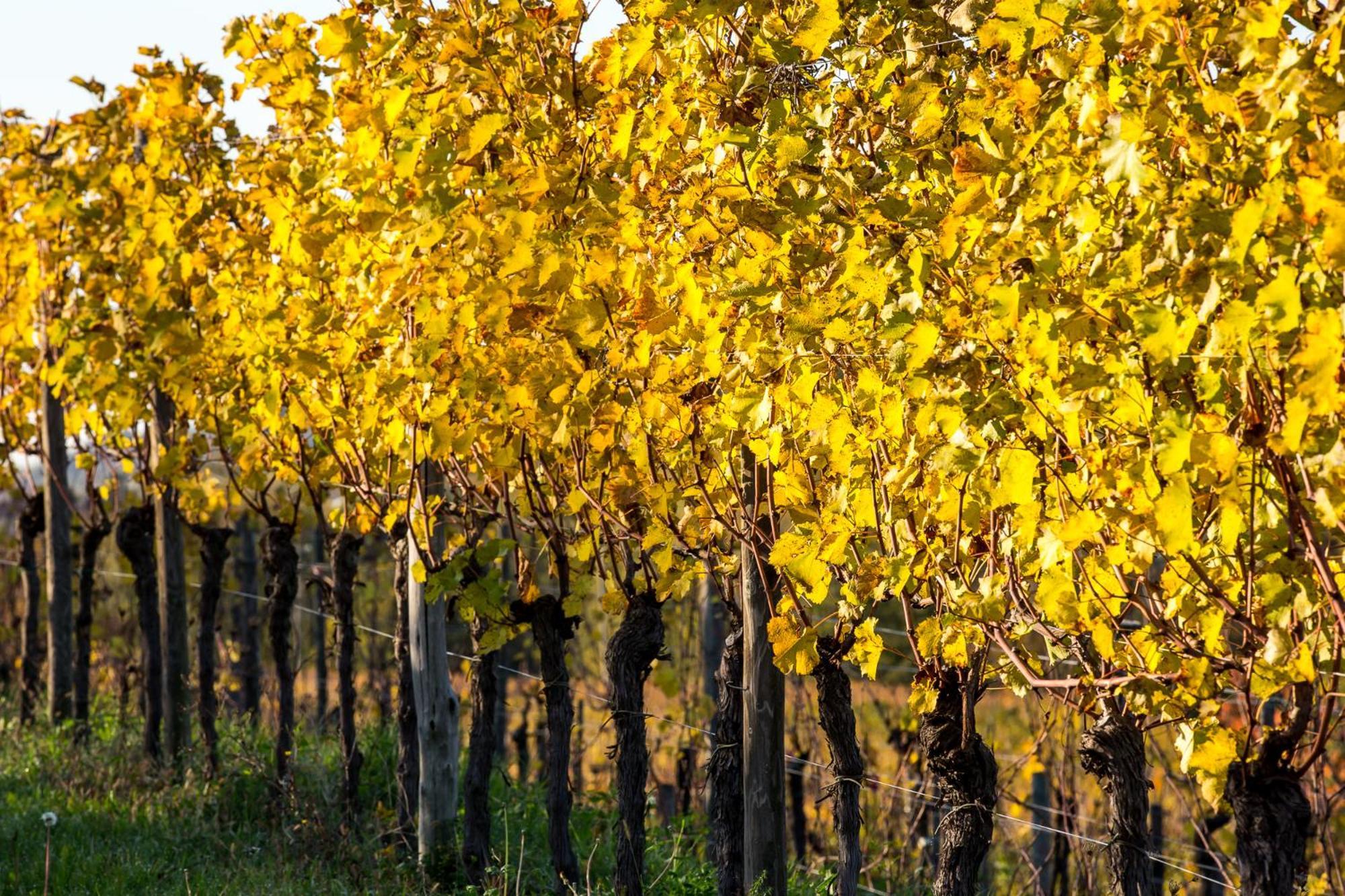 Azienda Agricola Moschioni Cividale Del Friuli Exterior photo