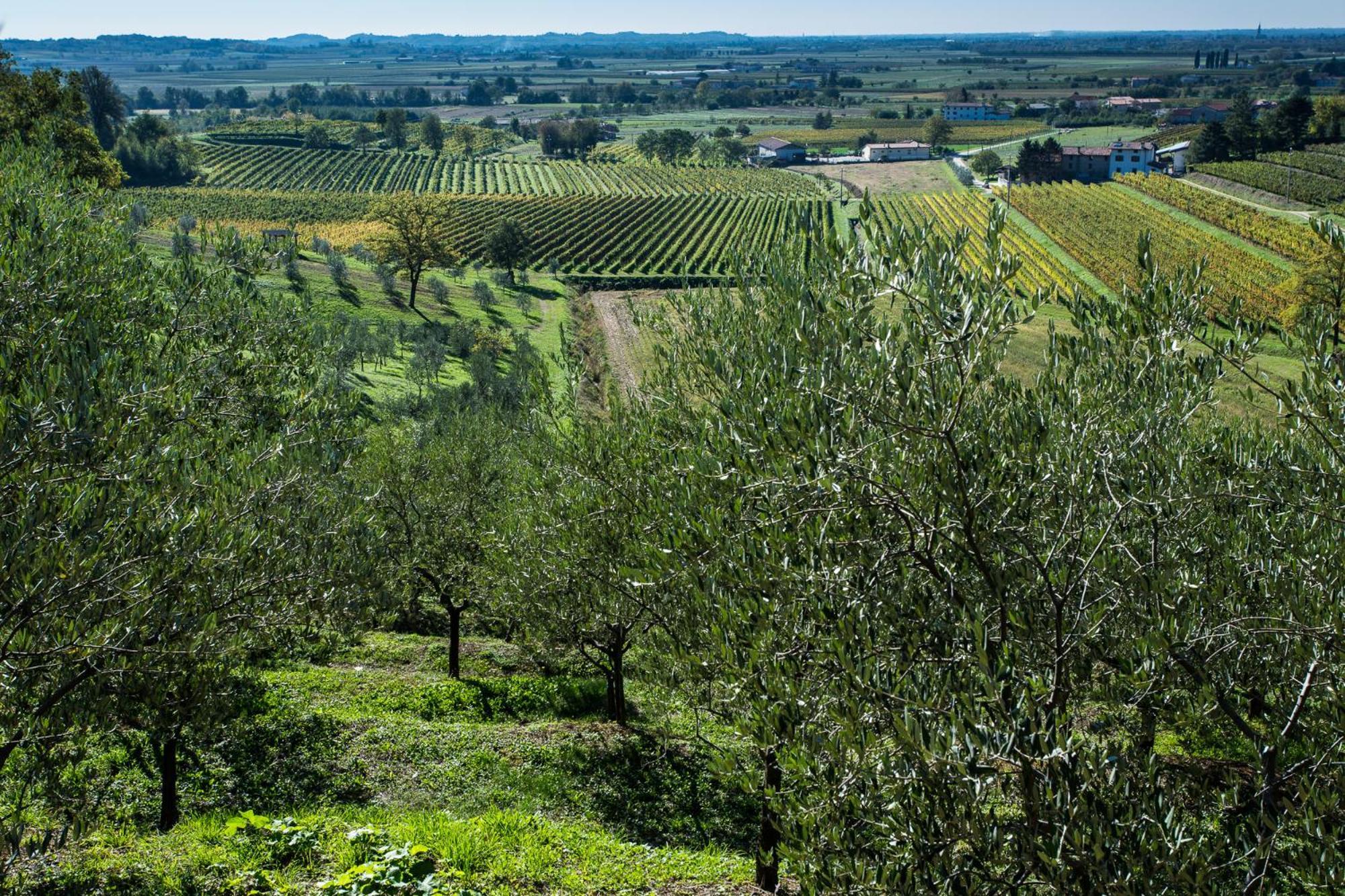 Azienda Agricola Moschioni Cividale Del Friuli Exterior photo